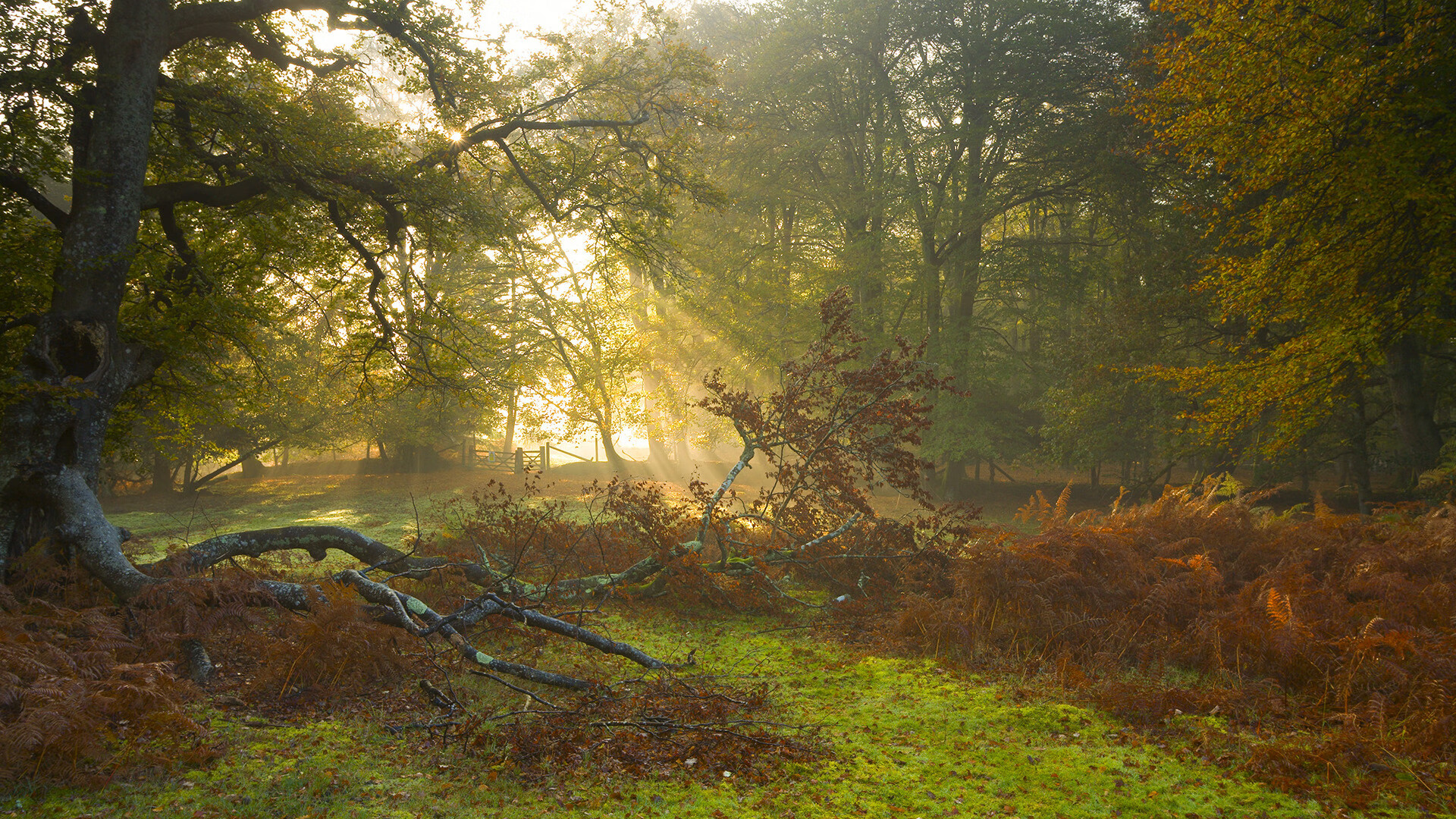 德甲青训中心开展多感官刺激训练提升比赛应对效率,多感官训练游戏方案