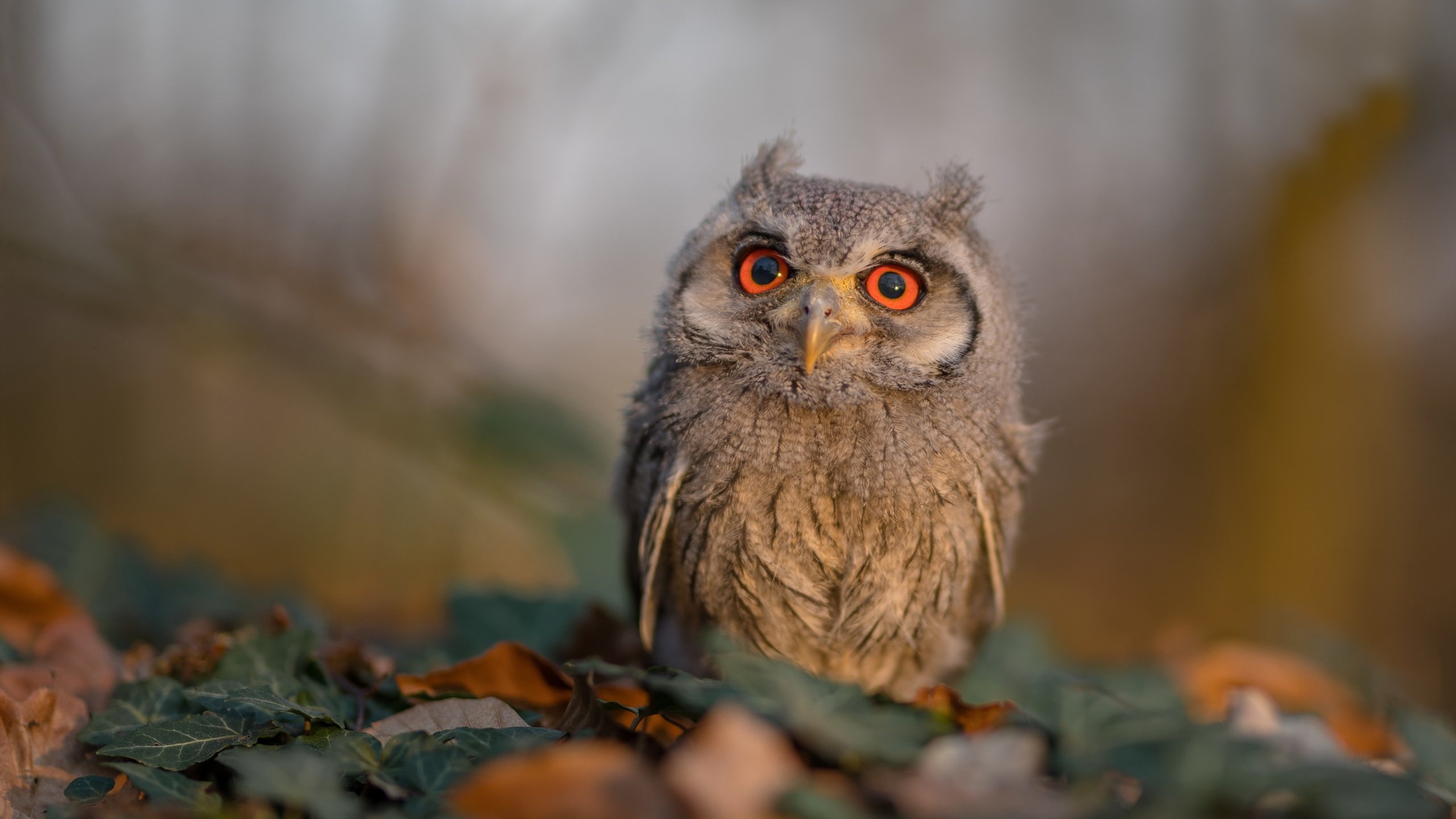 德甲青训中心开展多感官刺激训练提升比赛应对效率,多感官训练游戏方案