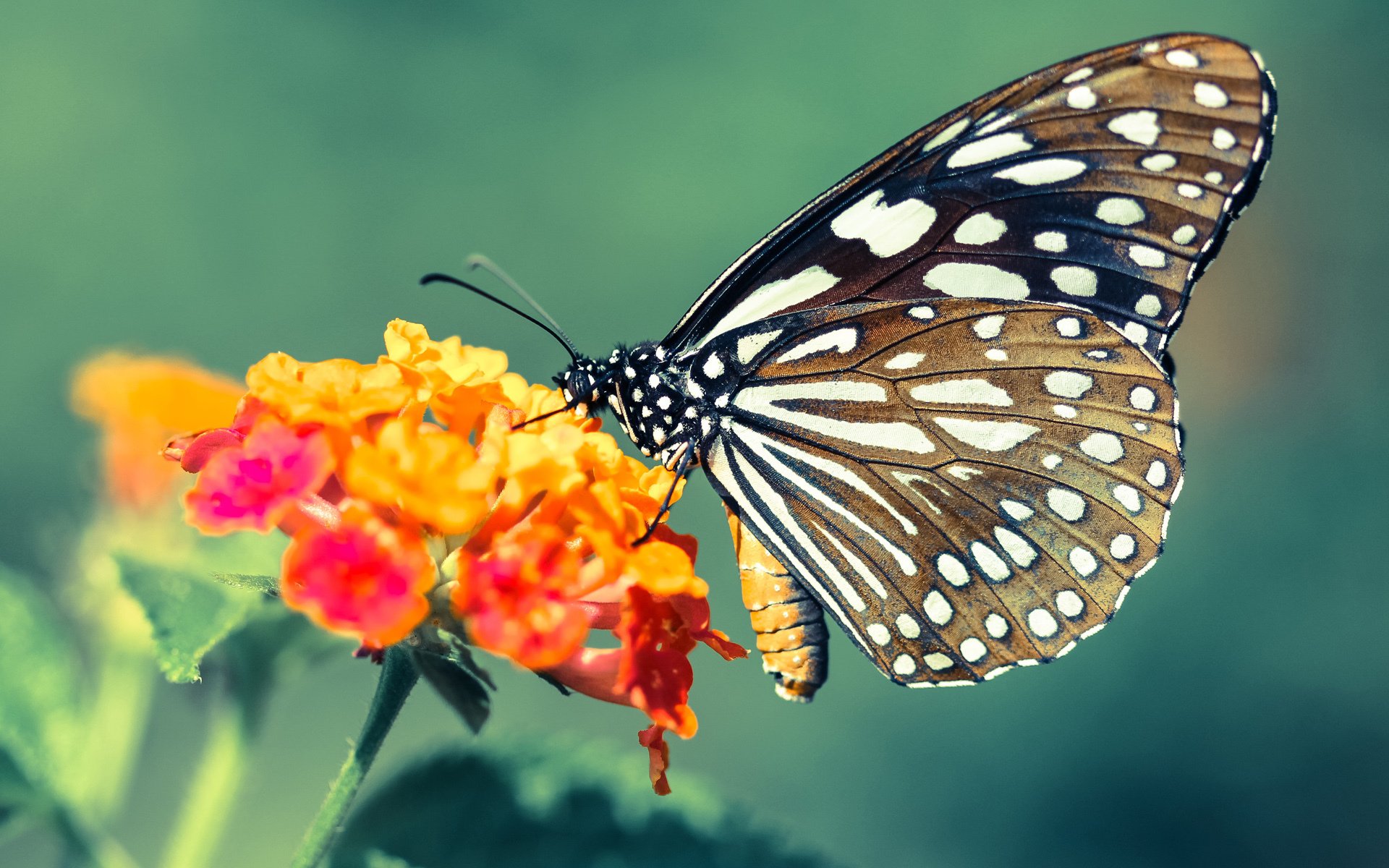 篮球专项技能动作智能化教学应用研究，篮球专业技术动作