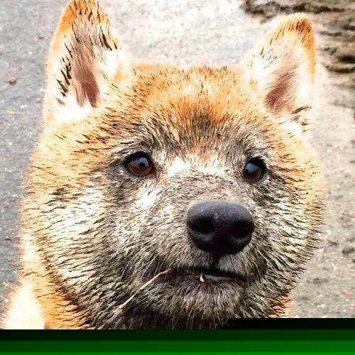 100米自前50米速度榜单揭晓,百米前50米谁最快