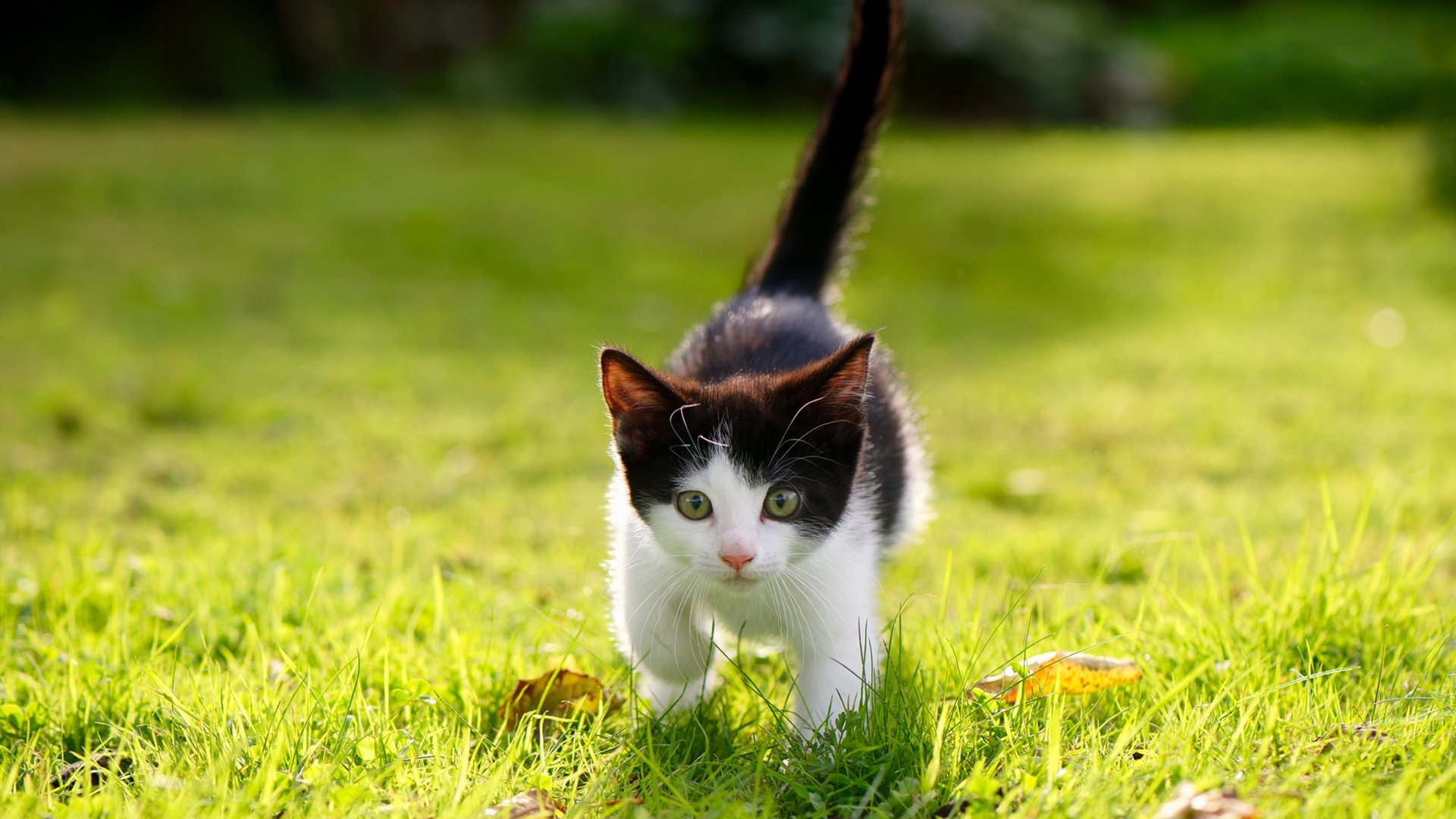 “电动冲浪：马鞍山赛场极速与环保并行，观众热血沸腾”