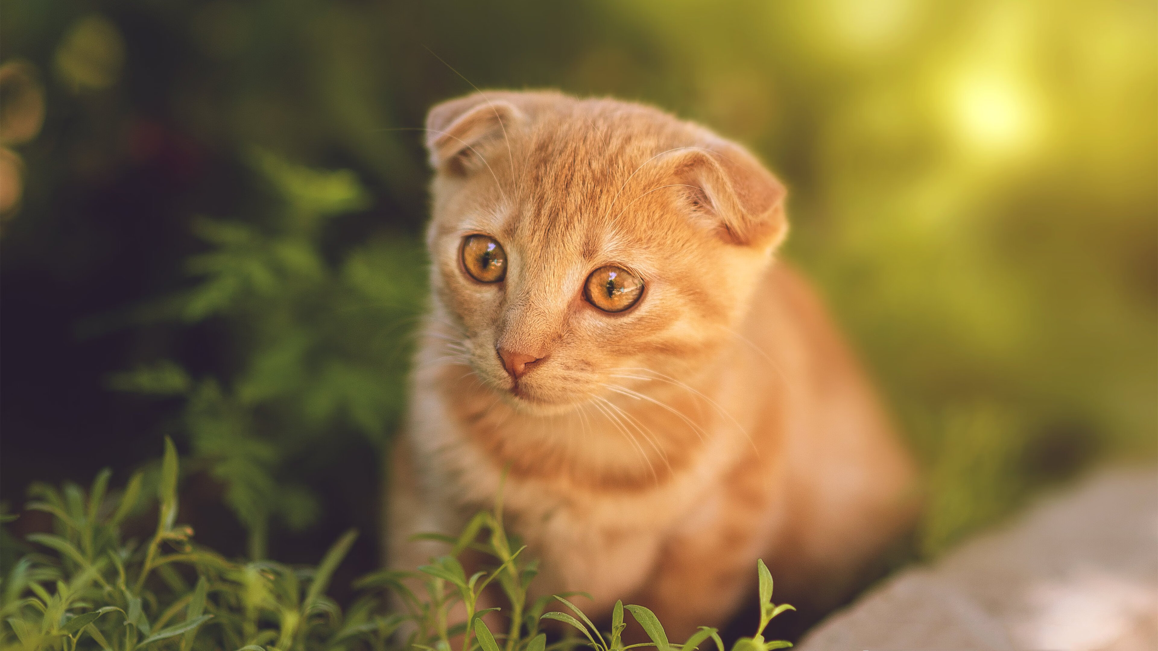 爱游戏官网下载-“香港牛仔3K亲子跑：亲子携手并肩，赛道上的温馨时刻”