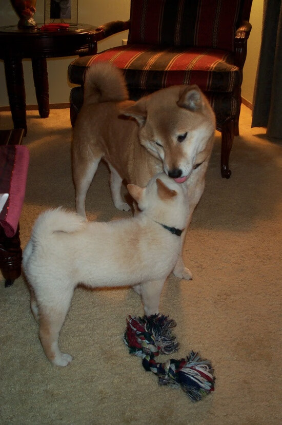 中国女篮积极引进先进训练方法，中国女篮训练内容