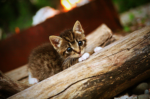 中国女篮重视防守反击 高效阻止对手进攻，中国女篮真棒