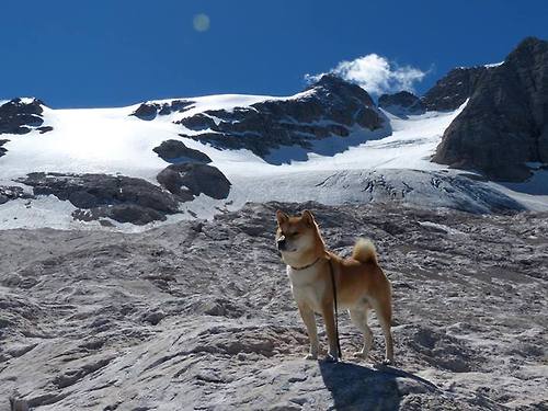 中锋位置在五大联赛的技战术演化趋势,中锋中场