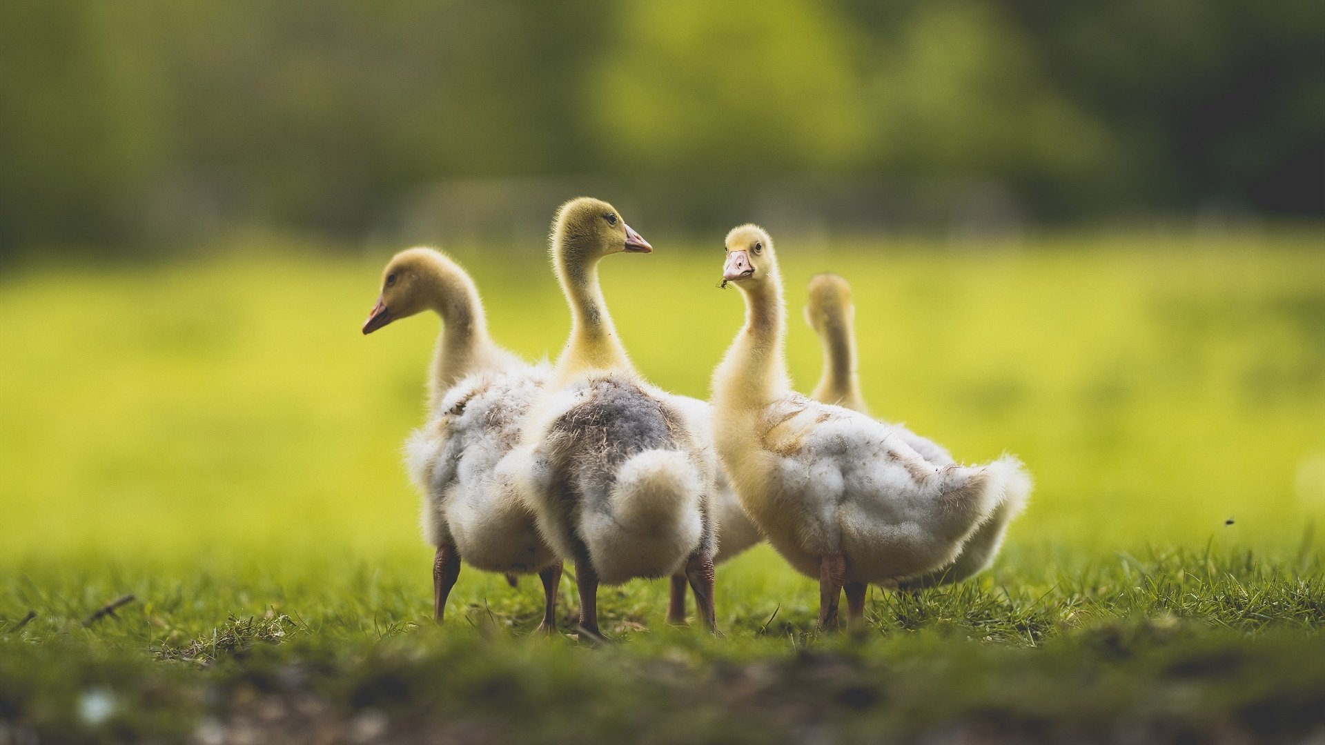 爱游戏品牌互动-五大联赛是否将球员横向跑位质量列入战术考核重点，五大联赛跑动距离