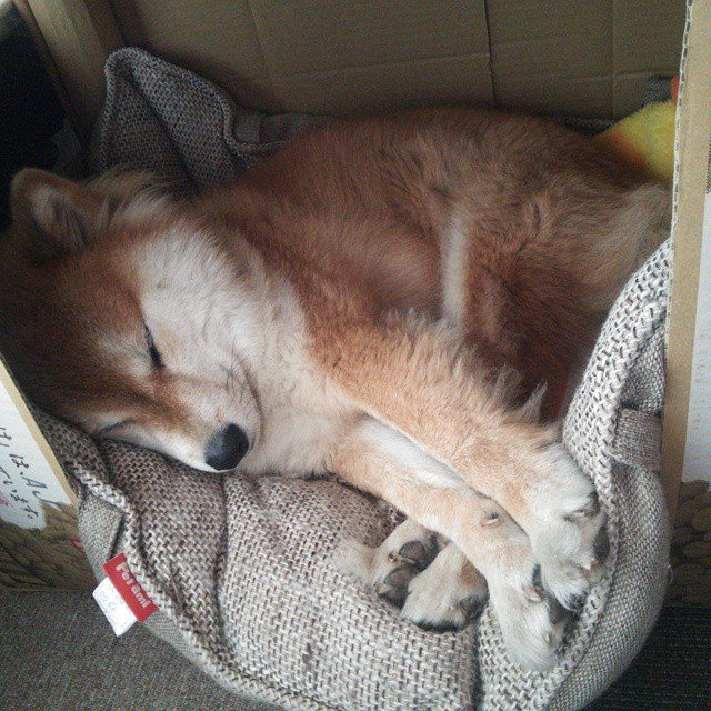 亚冠晋级球队备战策略各具特色，亚冠晋级球队备战策略各具特色是什么