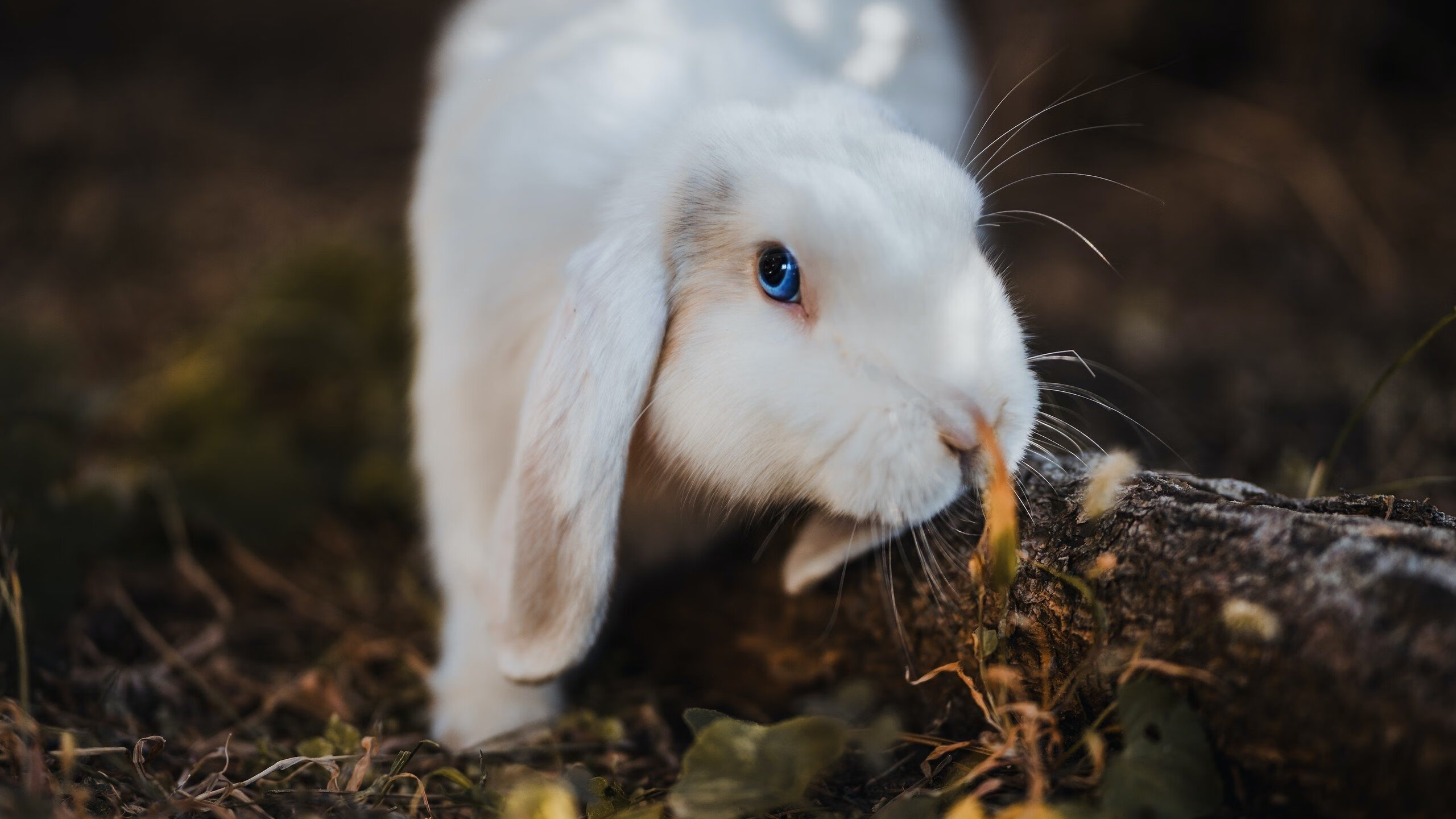 冬奥集训营经验交流提升备战质量，冬奥服务培训