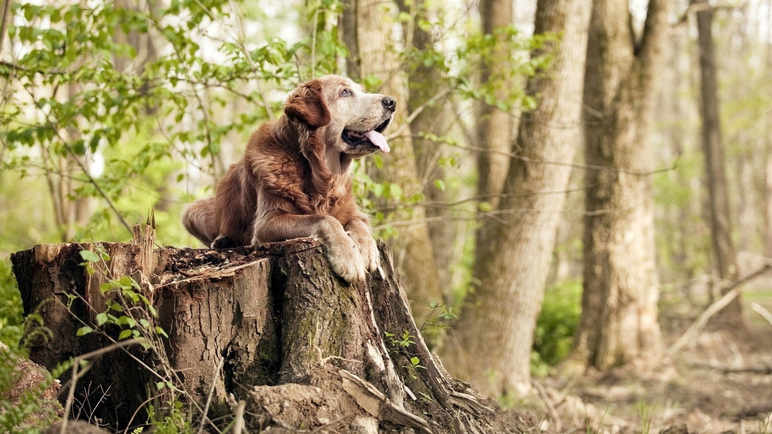 加拿大队在国际乒联混合团体世界杯中发挥的重要作用与贡献，加拿大乒乓球队员名单